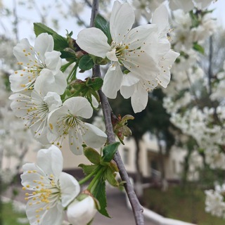 Ummu Zaynab